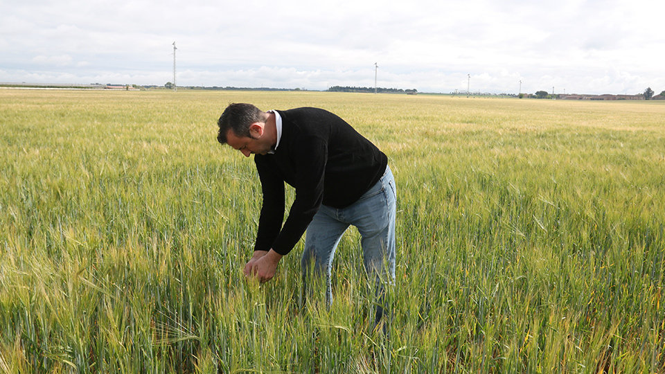 El responsable del sector d'herbacis d'UP, Santi Caudevilla, en un camp d'ordi de Gimenells

Data de publicació: dimarts 30 d’abril del 2024, 11:56

Localització: Gimenells i el Pla de la Font

Autor: Ignasi Gómez