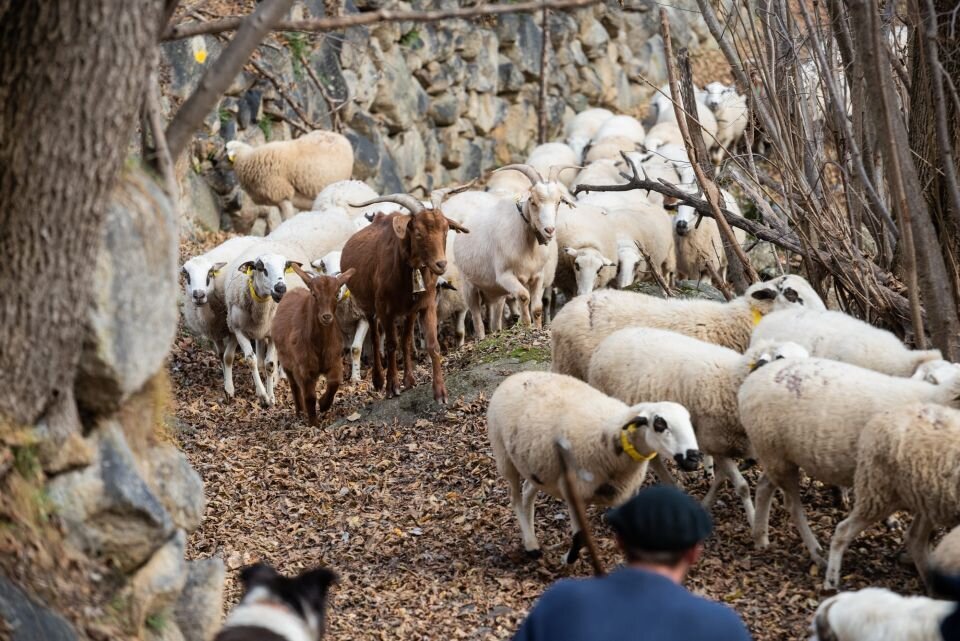 Eleccions que serveixen per reflectir la realitat de les pastures. Foto: Generalitat de Catalunya